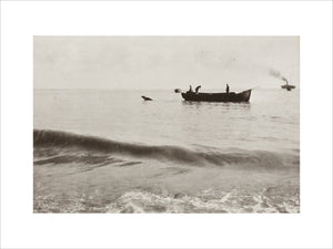 The Method of Landing Bullocks which are taken from the ship in a boat and pushed overboard. When some way from the shore, they usually swim to the land, but not always.